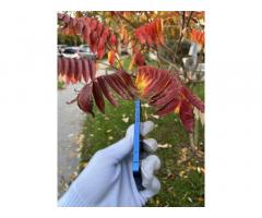 Pametni telefon Apple Iphone 13 mini 128gb 85% Bh - 4