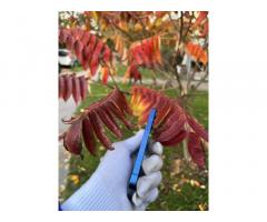 Pametni telefon Apple Iphone 13 mini 128gb 85% Bh - 5