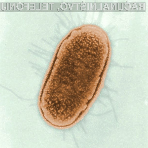 Genski zapis bakterij Escherichia coli je kot nalašč za preračunavanje zahtevnejših matematičnih operacij.