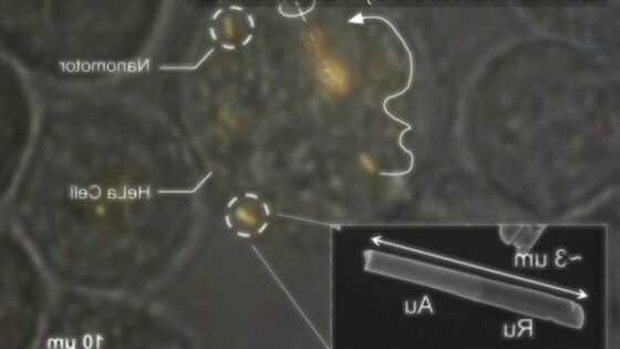Nanomotorji naj bi omogočili usmerjeno zdravljenje rakavih bolezni na celičnem nivoju!