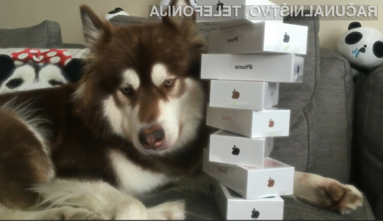 Kitajski pes ima na razpolago kar osem novih pametnih mobilnih telefonov iPhone 7.