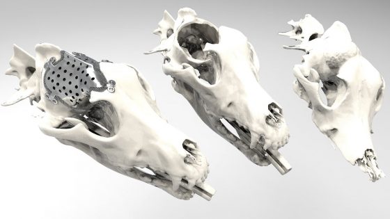 3D-natisnjeni protetični pripomočki in vsadki za živali