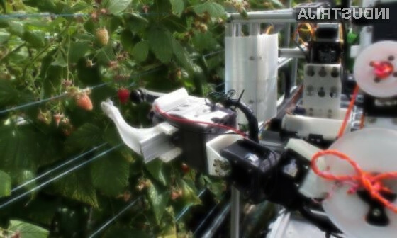 Avtonomni robot bo nabral več kot 25.000 malin na dan