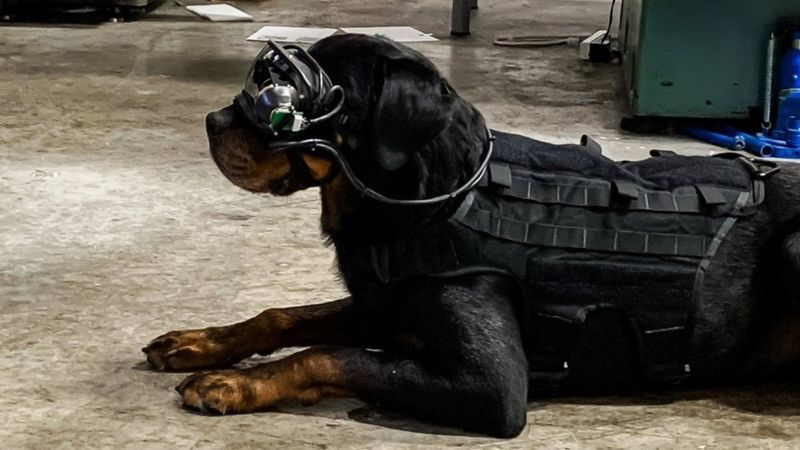 Ameriški vojaški psi bodo nosili visoko tehnološka, pametna očala