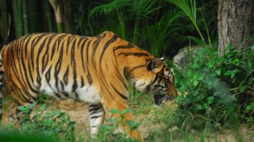 Prizadevanje za ohranjanje redkih tropskih gozdov in šotnih močvirij, ki so dom divjim živalim, kot so tigri in orangutani. Okoliški gozdovi se zmanjšujejo zaradi pridobivanja surovin za proizvodnjo papirja in palmovega olja. Fotografija: © Anton Vorauer/WWF