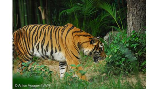 Prizadevanje za ohranjanje redkih tropskih gozdov in šotnih močvirij, ki so dom divjim živalim, kot so tigri in orangutani. Okoliški gozdovi se zmanjšujejo zaradi pridobivanja surovin za proizvodnjo papirja in palmovega olja. Fotografija: © Anton Vorauer/WWF