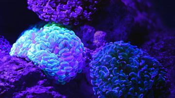 Ali bo organoidna inteligenca premagala umetno inteligenco? Foto: Unsplash