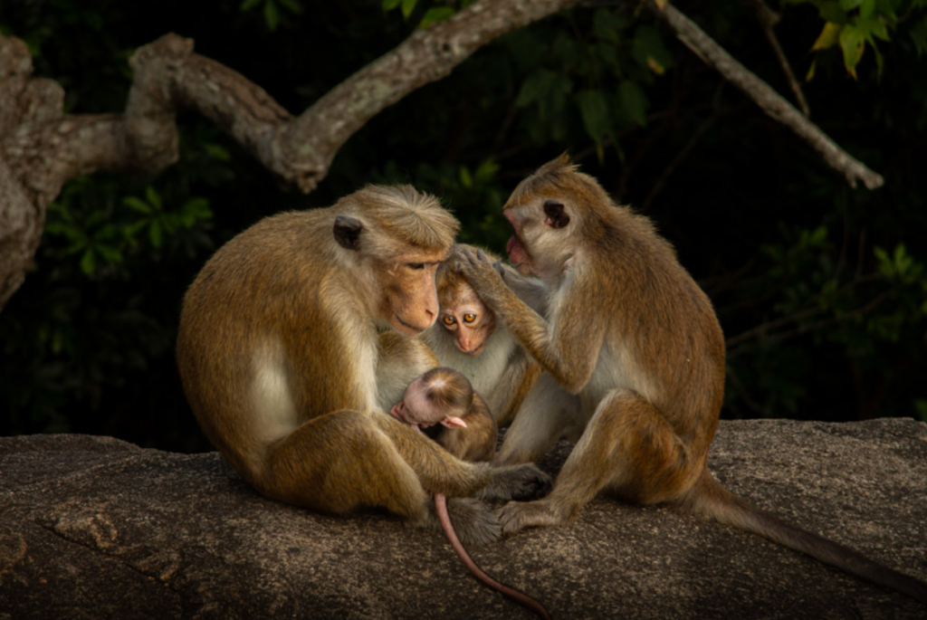 Sony World Photography Awards: Tekmovanje za študente in mlade: razglašeni so finalisti