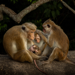 Victor Reichert (Francija, 19 let) je upodobil nežen trenutek med družino opic.