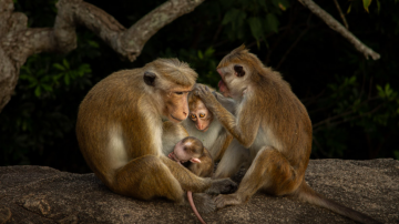 Victor Reichert (Francija, 19 let) je upodobil nežen trenutek med družino opic.