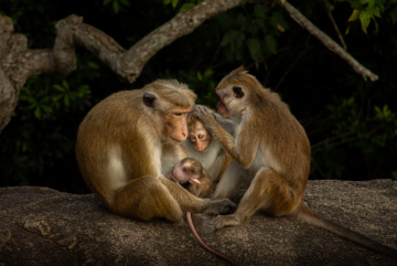 Victor Reichert (Francija, 19 let) je upodobil nežen trenutek med družino opic.